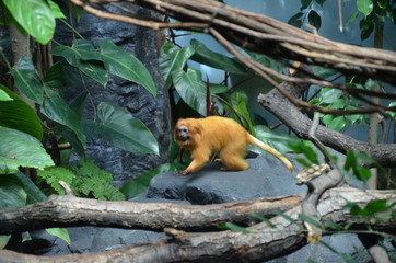 Golden Lion Tamarin