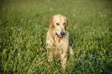 portrait of golden retriever in the tall grass