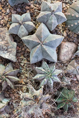 Cacti (cactus), top view, flat  lay