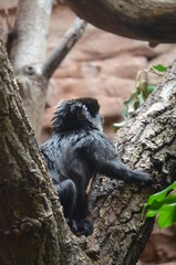 Titi Goeldi (Callimico goeldii)