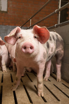 Mastschwein Schweinemast Spaltenboden Schwein Schweinestall Landwirtschaft - AGRARMOTIVE Fotos aus der Landwirtschaft
