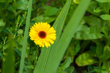 yellow flower on the background of greenery