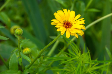 yellow flower on the background of greenery