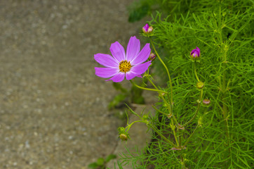purple flower on a background of greenery