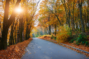 Fototapeta premium Bright and scenic landscape of new road across auttumn trees with fallen orange and yellow leaf