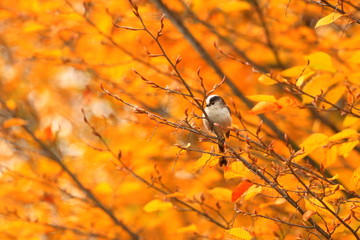 Cute little bird on tree