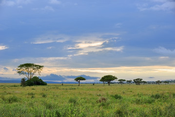 Serengeti national park scenery, Tanzania, Africa