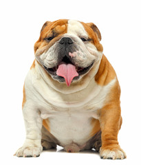 English bulldog isolated on a white background