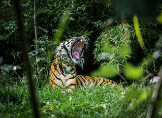 roaring tiger