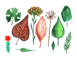 Watercolor plants. Set on white background. Hand painting on paper.