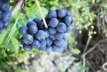 Blue wine grapes in summer garden.