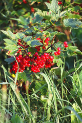 Red currants in the garden