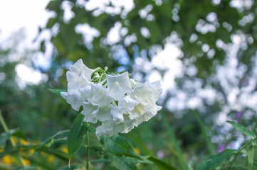 White phloxes in summer park.