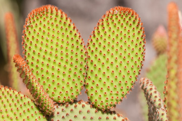 Opuntia microdasys es una especie perteneciente a la familia Cactaceae, nativa de México central y septentrional.