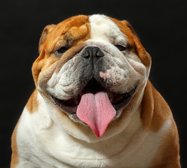 English bulldog portrait isolated on a black background