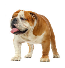 Obraz premium English bulldog isolated on a white background