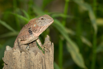 Image of a chameleon on nature background. Reptile. Animal.