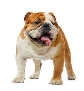 English Bulldog Isolated On A White Background