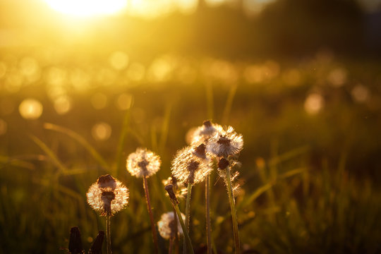 dandelions in the golden rays of the setting sun as nature background