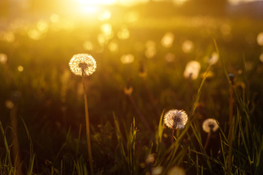 Fototapeta dandelions in the golden rays of the setting sun as nature background