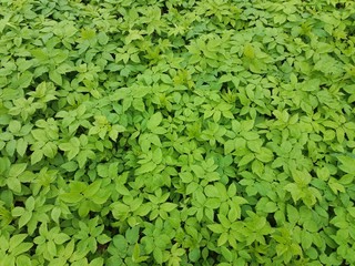 Fresh ground elder plants. Young leaves are edible.