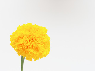 Yellow marigold flower isolated on white background