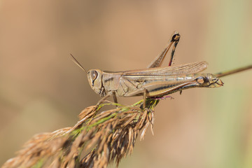 A grasshopper is sitting on a branch