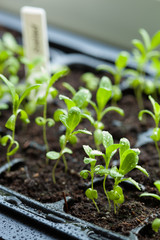 seedling plants growing in germination plastic tray