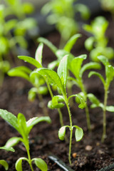 seedling plants growing in germination plastic tray