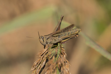 A grasshopper is sitting on a branch