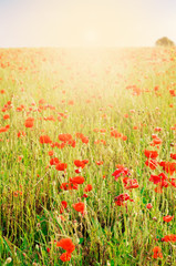 Wild Poppies in Long Grass Meadow with Glowing Sunlight