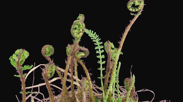 Timelapse of growing fern (kingdom: Plantae, division: Pteridophyta) plants and uprolling young frond 2x2
