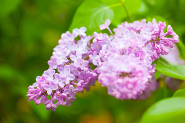 beautiful lilac flowers in garden