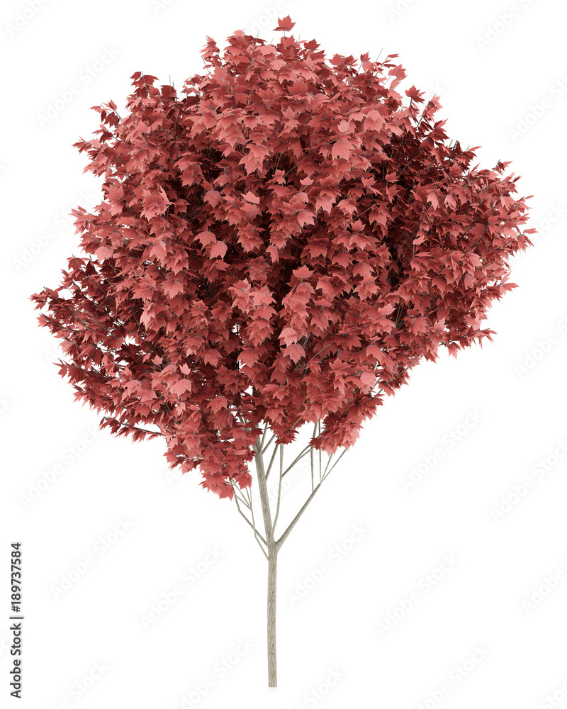 Wall mural red maple tree isolated on white background