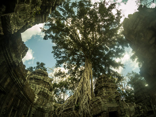 Obraz premium Giant anyan tree covering Ta Prom and Angkor Wat temple, Siem Reap, Cambodia
