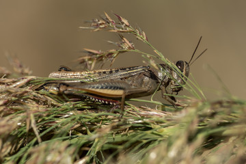 A grasshopper is sitting on a branch
