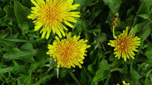 Time-lapse of opening and blooming Dandelions buds 15x2, 4K format

