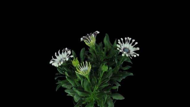 Time-lapse of opening Rain Daisy (Dimorphotheca pluvialis) flowers 3x4 in 4K PNG+ format with ALPHA transparency channel isolated on black background
