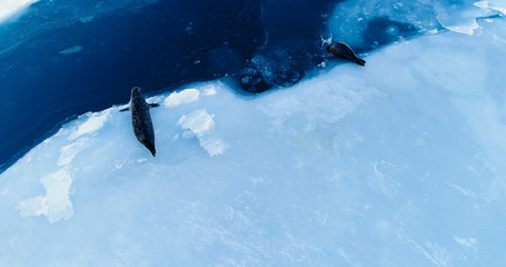 phoques sur la banquise © Fly_and_Dive