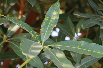 Leaves having disease outbreak