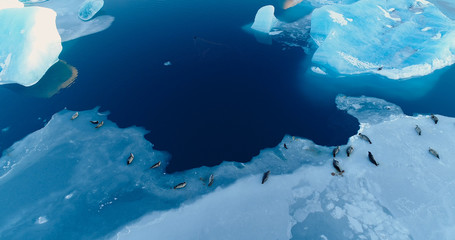 phoques sur la banquise © Fly_and_Dive