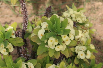 Euphorbia milii (Crown of thorns)
