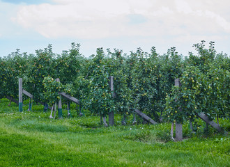 Fototapeta premium Dobitschen / Germany: Apple orchard in Eastern Thuringia at the beginning of August