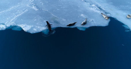 phoques sur la banquise © Fly_and_Dive