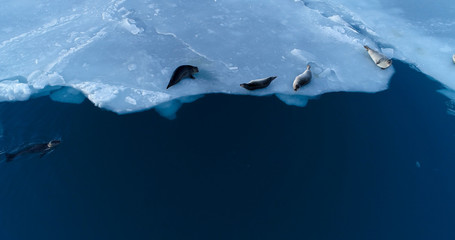 phoques sur la banquise