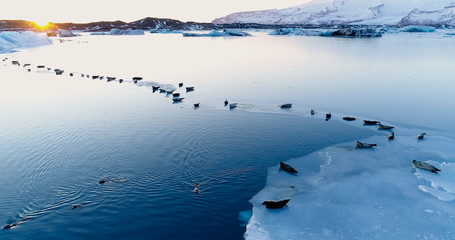phoques sur la banquise © Fly_and_Dive