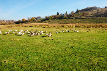 Fototapeta na wymiar The herd of white adult geese grazing at the countryside on the
