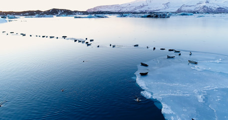 phoques sur la banquise © Fly_and_Dive