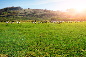 Fototapeta premium The herd of white adult geese grazing at the countryside on the
