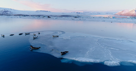 phoques sur la banquise © Fly_and_Dive